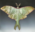 Luna Moth