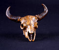 Buffalo Skull