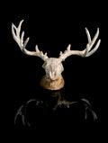 Mulie Skull