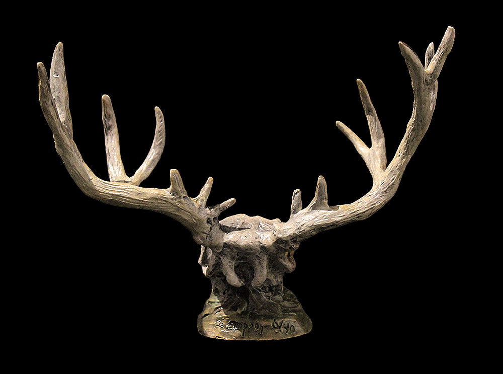 Mule Deer Skull