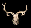 Mule Deer Skull
