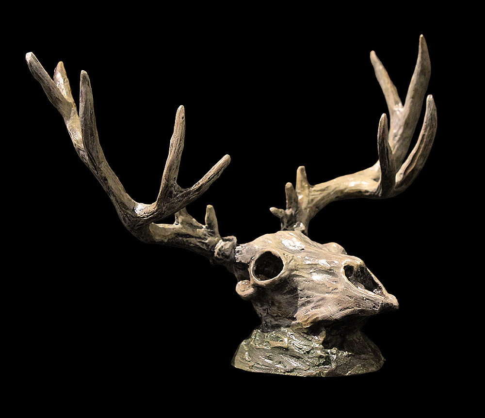 Mule Deer Skull