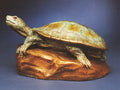 Sunning Turtle