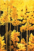 Aspen Season