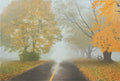 Autumn Fog
